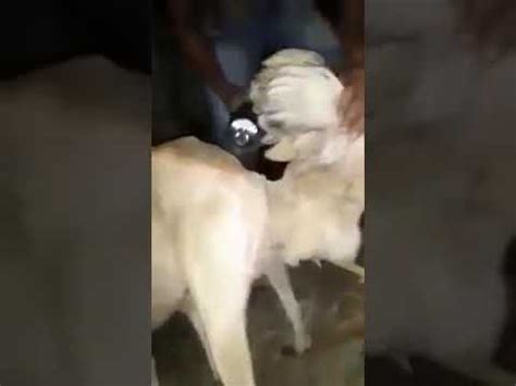 vídeo de sexo animal